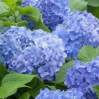 Thompson & Morgan Hydrangea macrophylla Blue Danube 3 Litre Potted Plant x 1