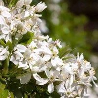 Thompson & Morgan Hardy Perennial Choisya Ternata, Evergreen Flowering Shrub, Potted Garden Plants Ideal for Cottage Gardens, Patio and Containers (1 x 3.6 Litre Pot)