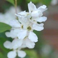 Thompson & Morgan Exochorda The Bride 3 Litre Potted Plant x 1