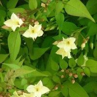 Thompson & Morgan Jasmine Officinale Clotted Cream 3 Litre Potted Plant x 1