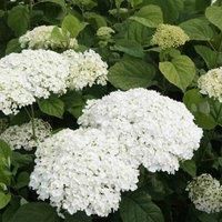 Thompson & Morgan Hydrangea Strong Annabelle 5 Litre Potted Plant x 1, White