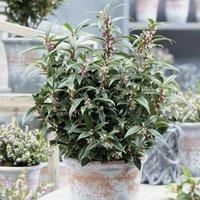 Thompson & Morgan Thompson and Morgan Sarcocca Plant - Winter Gem 2 litre x 1