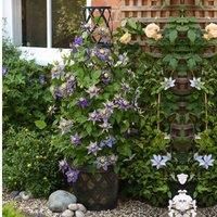 Thompson & Morgan 3 x Clematis Florida Taiga 9cm Pot
