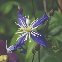 Thompson & Morgan Clematis Aromatica 7cm Pot x 1