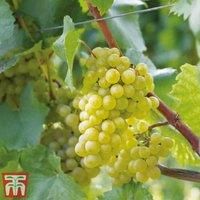 Thompson & Morgan Thompson and Morgan Grape vitis Chardonnay 10 5Cm Pot X 1