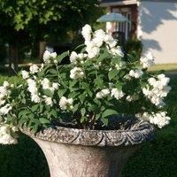 Thompson & Morgan 1 x Philadelphus Little White Love 9cm Pot