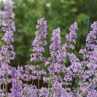 Thompson & Morgan Nepeta Six Hills Giant 9cm Potted Plant x 1