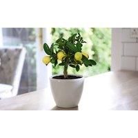 Thompson & Morgan Thompson and Morgan Lime Tree 9cm pot - 1 plant