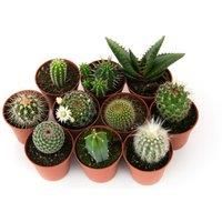 Thompson & Morgan Thompson and Morgan Mini Cactus Collection - 3 plants
