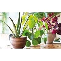 Thompson & Morgan Thompson and Morgan Aloe Vera 10.5cm Pot x 1
