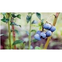 Thompson & Morgan Thompson and Morgan Blueberry Bluecrop 9cm pot x 1