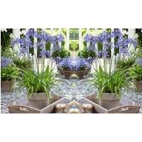 Agapanthus Ever Sapphire African Lily Hardy Perennial Drought Tolerant Fast Growing Ideal for Pots and Containers Sapphire-Blue Tubular Flower Heads 1 x 9cm Pot by Thompson and Morgan