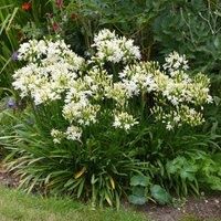 Agapanthus Ever White African Lily Hardy Perennial Drought Tolerant Fast Growing Ideal for Pots and Containers White Tubular Flower Heads 1 x 9cm Pot by Thompson and Morgan