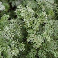 Thompson & Morgan Artemisia Arborescens Powis Castle 1 Litre Potted Plant x 1, Green