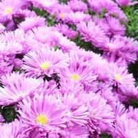 Thompson & Morgan Aster Tonga 1 Litre Potted Plant x 1, Purple