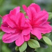 Thompson & Morgan Azalea Dwarf Pink 9cm Potted Plant x 2, Pink