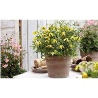 Thompson & Morgan Thompson and Morgan Clematis Little Lemons 7cm Pot x 1