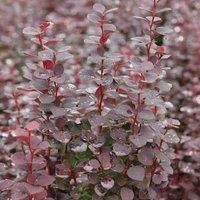 Thompson & Morgan Berberis Chocolate Summer 9cm Potted Plant x 1, Brown