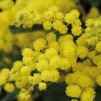 Mimosa Plants