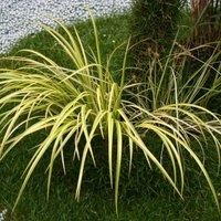 Grass Acorus Gramineus Ogon Slender Sweet Flag Deciduous Hardy Perennial Yellow Grass with Green Stripes Semi Evergreen Aquatic Plant 1 x 9cm Pot by Thompson and Morgan