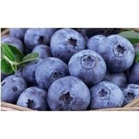 Allium Bulbs Rosy Dream Hardy Ornamental Onion Beautiful Fluffy Purple Pink Flowers Low Maintenance Garden Plant 10 x Allium Carolinianum Bulbs by Thompson and Morgan