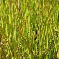 Maiden Grass Miscanthus Hardy Perennial Copper Red Feathery Plumes Easy to Grow and Low Maintenance Miscanthus purpurascens 1 x 9cm Pot by Thompson and Morgan