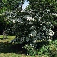 Thompson & Morgan Cornus Kousa 9cm Potted Plant x 1, Pink