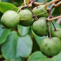 Thompson & MorganKiwi Berry (actinidia Arguta) Sf Issai 9Cm Potted Plant X 1