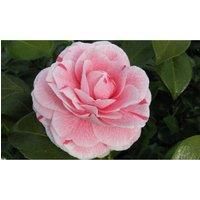 Thompson & Morgan Thompson and Morgan Camelia Pink 9cm - 1 Plant