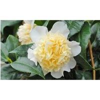 Thompson & Morgan Thompson and Morgan Camelia Yellow 9cm - 1 Plant