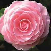 Thompson & Morgan Thompson And Morgan Camelia Collection - 3 Plants (pink, Yellow, Red)