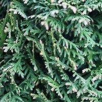 Potted Hardy Garden Shrub Thuja, Western Red Cedar, Compact Conifer, Hedging & Garden Borders, Low Maintenance Evergreen, 1 x Thuja Can Can Plant in a 9cm Pot by Thompson & Morgan