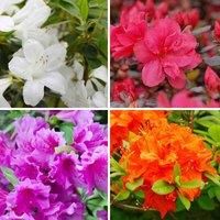 Azalea Plant Collection 9cm Pot x 8 Hardy Evergreen Compact Dwarf Shrubs Including Red, White, Orange and Lilac by Thompson & Morgan