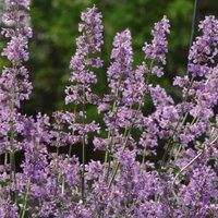 Thompson & Morgan Nepeta Six Hills Giant 1 Litre Potted Plant x 1