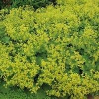 Alchemilla Mollis Hardy Perennial Deciduous Flowering Garden Plant 1L Pots by Thompson and Morgan (1)