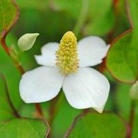 Thompson & Morgan Houttuynia Cordata 9cm Pot x 1