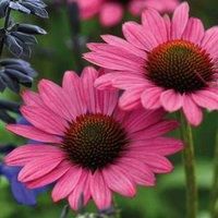 Thompson & Morgan Echinacea (Cone Flower) purpurea Magnus 9cm Potted Plant x 1