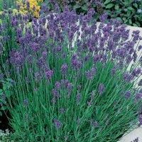 English Lavender Hardy Flower Evergreen Garden Plant /'Dwarf Blue/' 9cm Pot by Thompson and Morgan