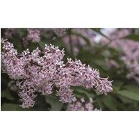 Lilac ‘Miss Kim’ (Manchurian Lilac), Hardy Shrub in 9cm Pot x 1 by Thompson and Morgan