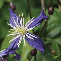 Thompson & Morgan Clematis x aromatica 7cm Pot x 3