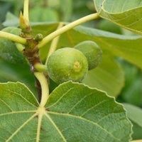Green Fig Common Fig Tree Patio Fruit Tree Hardy Shrub Delicious Fruit Firm Green Fig Fruit Trees Ficus Carica 2X 9cm Pot by Thompson and Morgan (2)