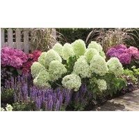 Hydrangea /'Little Spooky/' Garden Plant Hardy Perennial Flowering Garden Shrub in 1x 9cm Pot by Thompson and Morgan (1)