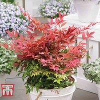 Potted Hardy Garden Plant Nandina, Heavenly Bamboo, Evergreen Shrub, Year Round Interest, Low Maintenance, 2 x Nandina Obsessed Plant in a 9cm Pot by Thompson & Morgan