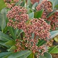 Thompson & Morgan Skimmia japonica 'Rubella' 9cm Potted Plant x 3, Red