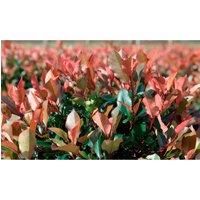 Thompson & Morgan Thompson and Morgan Photinia Red Robin 9cm Pot x 1