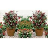 Thompson & Morgan 1 x Photinia (Standard) Red Robin 3 litre Pot