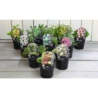 Thompson & Morgan Thompson and Morgan Lucky Dip Alpine 9cm Pot x 6
