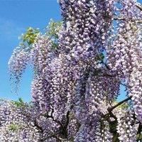 Thompson & Morgan Thompson And Morgan Wisteria Tree Standard 2 Litre Pot X 1
