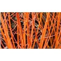 Thompson & Morgan Thompson and Morgan Cornus sanguinea 'Winter Flame' 9cm pot - 1 plant