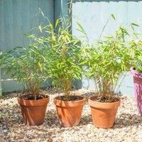 Thompson & Morgan Bamboo Fargesia Asian Wonder Potted Plant 9cm Pot x 3
